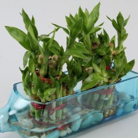 Double Lucky Bamboo Bombay Sapphire Bottle Planter