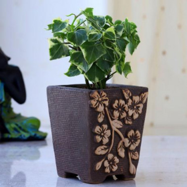 English Ivy Plant In Flower Embossed Pot