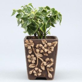English Ivy Plant In Flower Embossed Pot