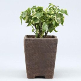English Ivy Plant In Flower Embossed Pot