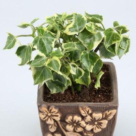 English Ivy Plant In Flower Embossed Pot