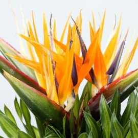 Exotic 5 Bird Of Paradise Flowers Bunch