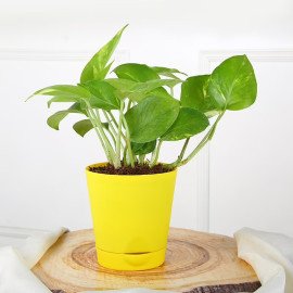 Family Money Plant Rakhi Pack