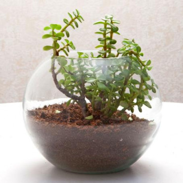 Fantastic Jade Terrarium