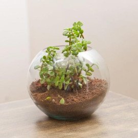Fantastic Jade Terrarium