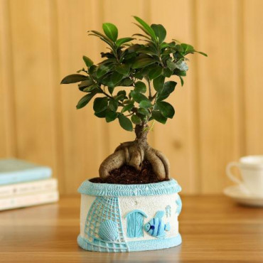 Ficus Bonsai In Sea House Planter