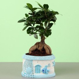 Ficus Bonsai In Sea House Planter