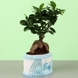 Ficus Bonsai In Sea House Planter