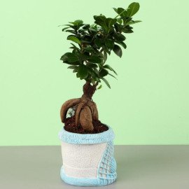 Ficus Bonsai In Sea House Planter