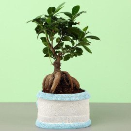 Ficus Bonsai In Sea House Planter