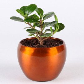 Ficus Compacta In Brass Pot Hand Delivery