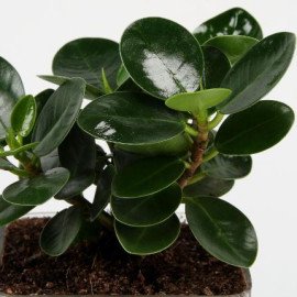 Ficus Compacta In Brass Pot Hand Delivery