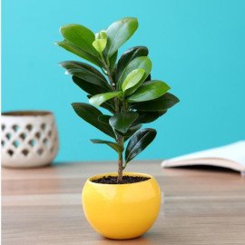 Ficus Compacta In Metal Pot