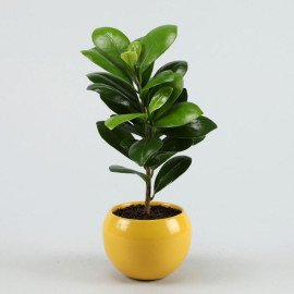 Ficus Compacta In Metal Pot