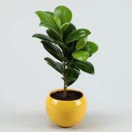 Ficus Compacta In Metal Pot