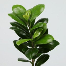 Ficus Compacta In Metal Pot