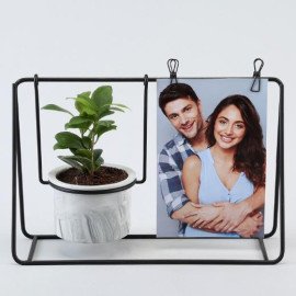 Ficus Compacta Plant Black Hanging Stand N Photo Clips