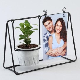 Ficus Compacta Plant Black Hanging Stand N Photo Clips