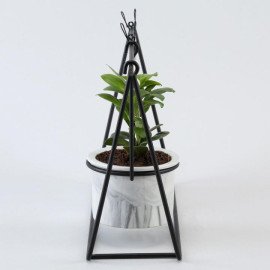 Ficus Compacta Plant Black Hanging Stand N Photo Clips