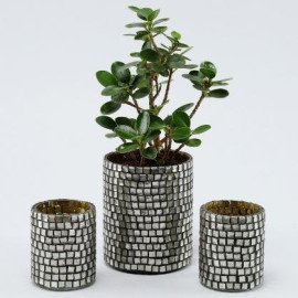Ficus Compacta Plant Black Votives Set