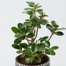 Ficus Compacta Plant Black Votives Set