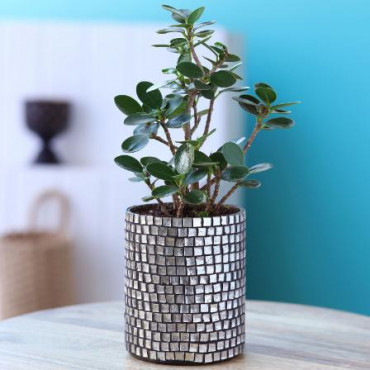 Ficus Compacta Plant In Black Mosaic Pot