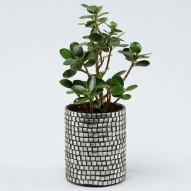 Ficus Compacta Plant In Black Mosaic Pot