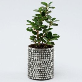Ficus Compacta Plant In Black Mosaic Pot