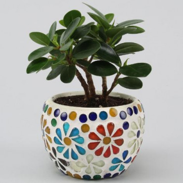 Ficus Compacta Plant In Floral Mosaic Design Pot