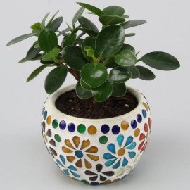 Ficus Compacta Plant In Floral Mosaic Design Pot