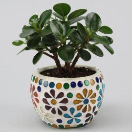 Ficus Compacta Plant In Floral Mosaic Design Pot