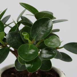 Ficus Compacta Plant In Floral Mosaic Design Pot
