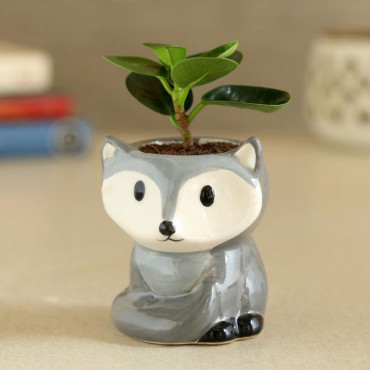 Ficus Compacta Plant In Grey Fox Ceramic Pot