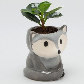 Ficus Compacta Plant In Grey Fox Ceramic Pot