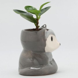 Ficus Compacta Plant In Grey Fox Ceramic Pot