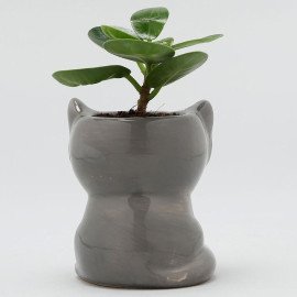 Ficus Compacta Plant In Grey Fox Ceramic Pot