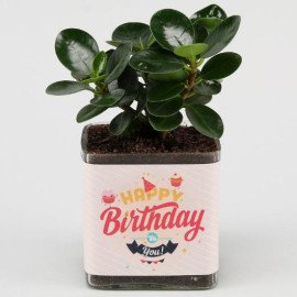 Ficus Compacta Plant In Happy Birthday Vase