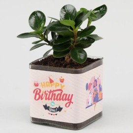 Ficus Compacta Plant In Happy Birthday Vase