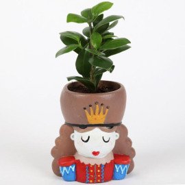 Ficus Compacta Plant In King Queen Pot Hand Delivery