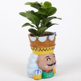 Ficus Compacta Plant In King Queen Pot Hand Delivery