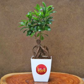 Ficus Bonsai With Rakhi