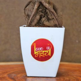 Ficus Bonsai With Rakhi
