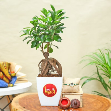 Ficus Bonsai With Rakhi