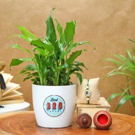 Floral Rakhi With Peace Lily Plant