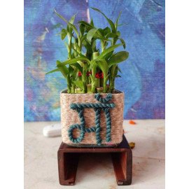 Good Luck Bamboo Plant for Maa