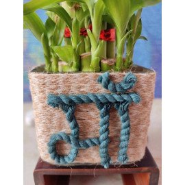 Good Luck Bamboo Plant for Maa