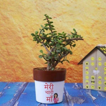 Delight your Mother with Jade Plant