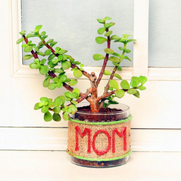 Jade Plant With Beautiful MOM Words