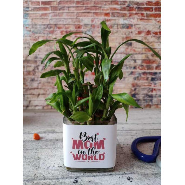 Bamboo Plant in “Best mom in the world” Planter