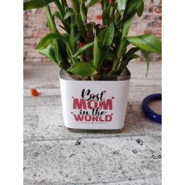 Bamboo Plant in “Best mom in the world” Planter